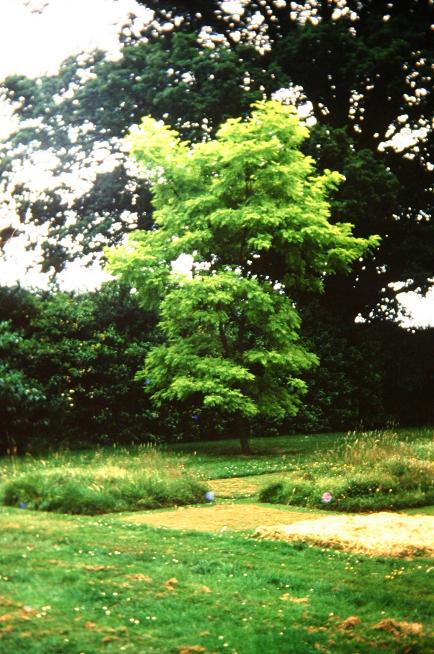 Robinia pseudoacacia 'Frisia' 