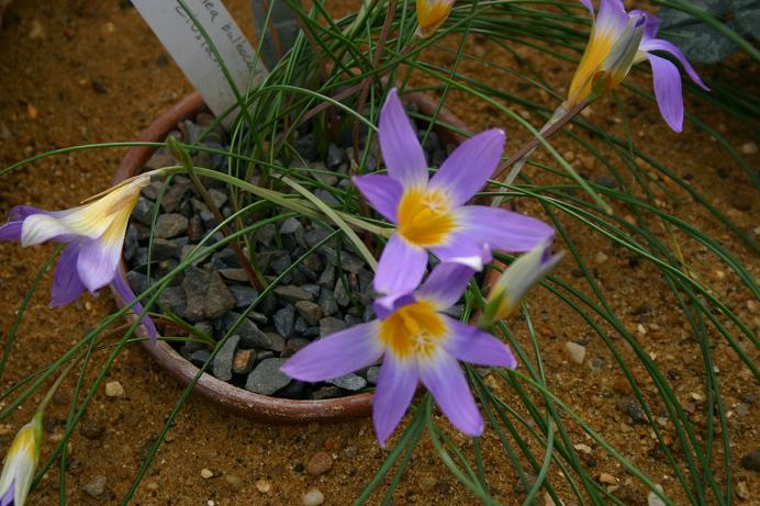 Romulea bulbocodium ssp. clusiana 