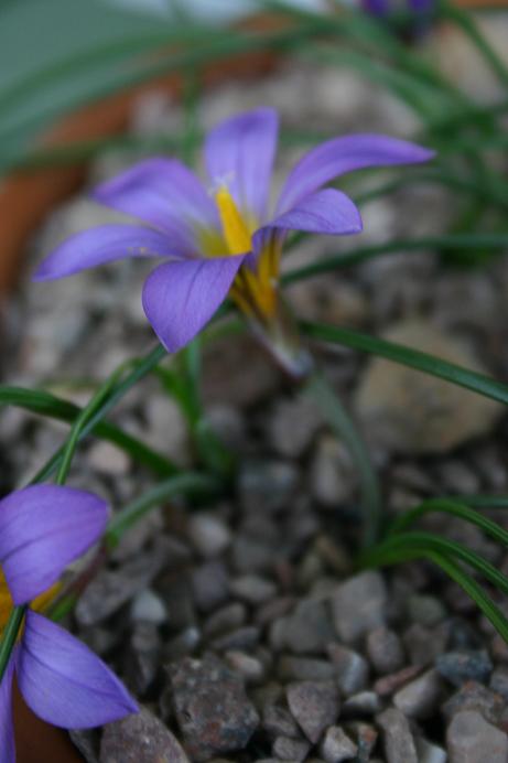 Romulea bulbocodium ssp. clusiana 