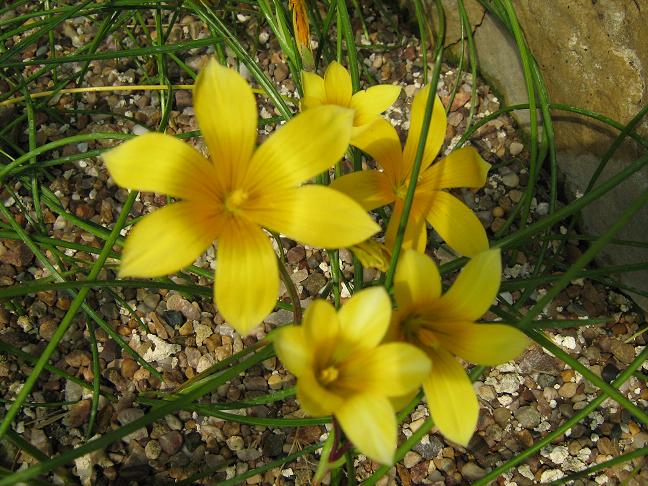 Romulea saldannensis 