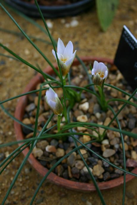 Romulea zahnii 