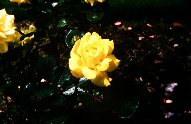 Rosa 'Allgold' 