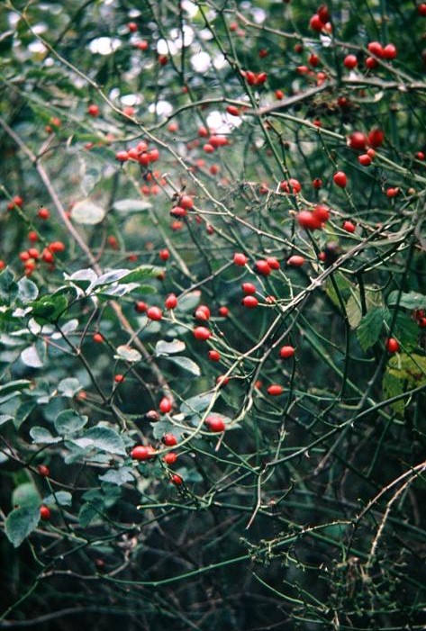 Rosa canina 