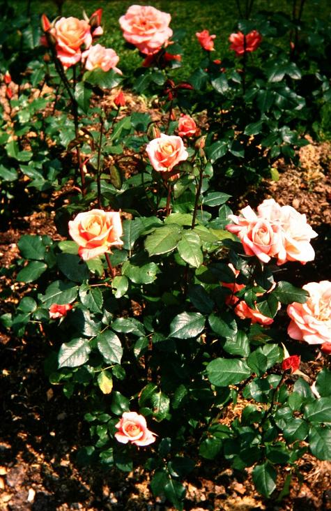 Rosa 'Elizabeth of Glamis' 