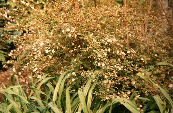 Rosa farreri persetosa 