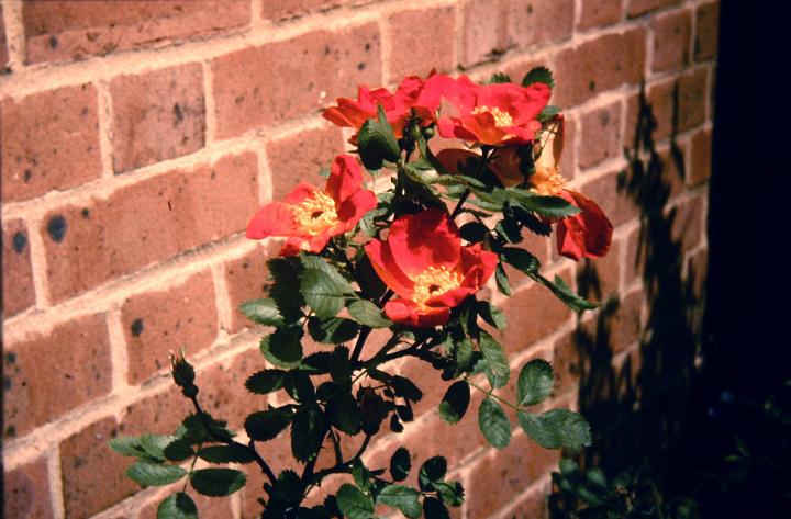 Rosa foetida bicolor 