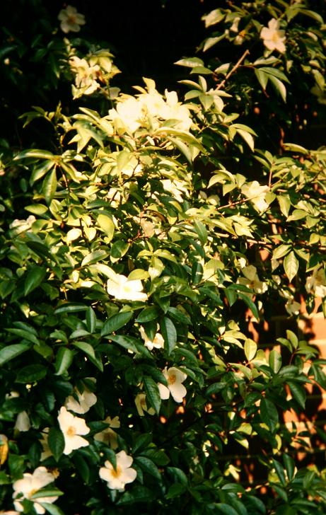Rosa gigantea 'Cooperi' 
