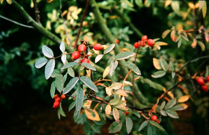 Rosa glauca 