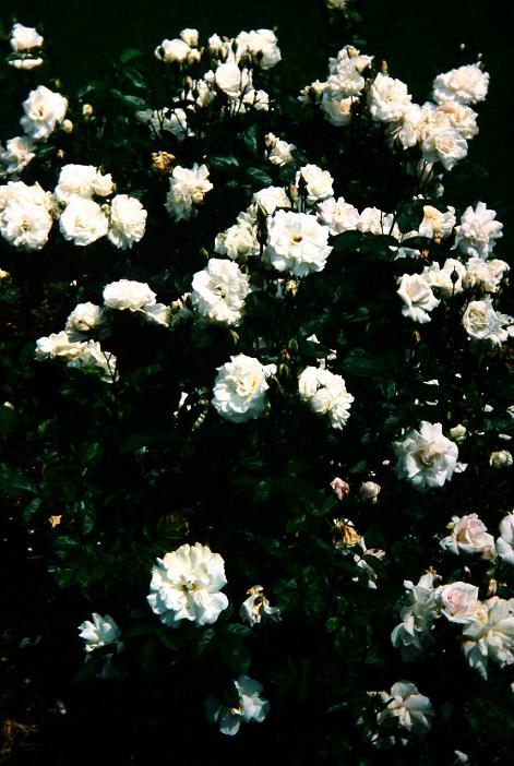 Rosa 'Irene of Denmark' 