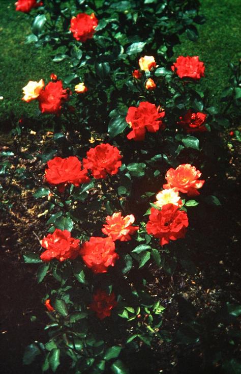 Rosa 'Masquerade' 