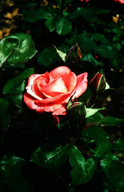 Rosa 'Mischief' 