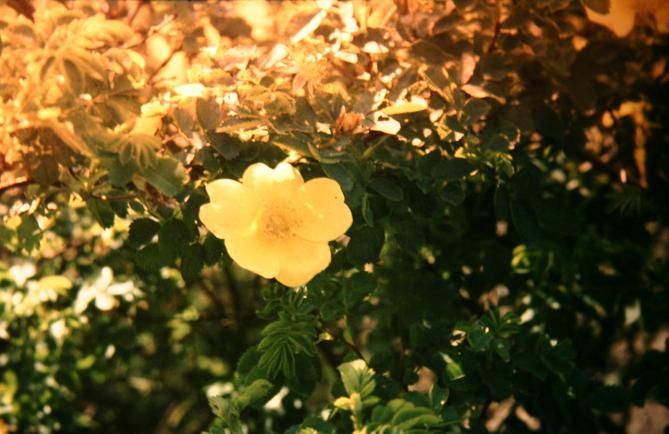 Rosa pimpinellifolia 'Lutea' 