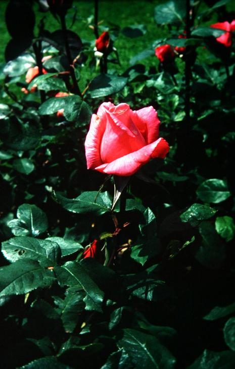 Rosa 'Prima Ballerina' 