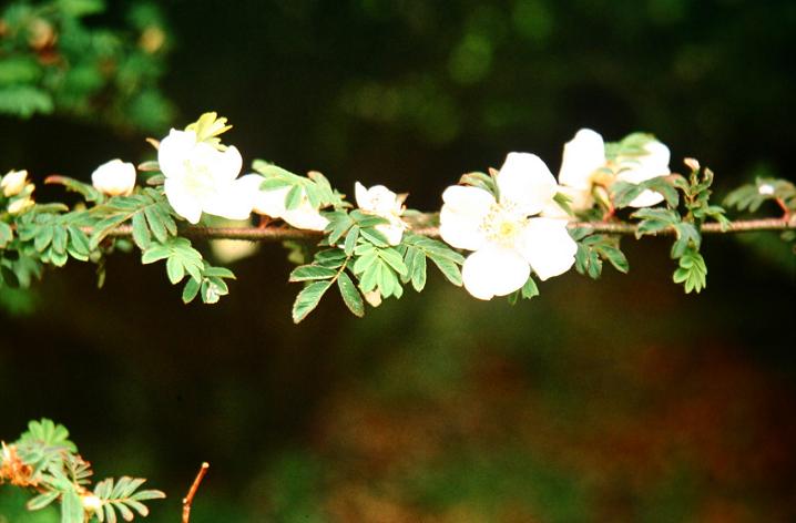 Rosa pteracantha 