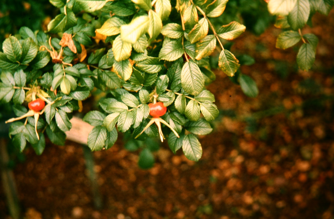 Rosa rugosa 