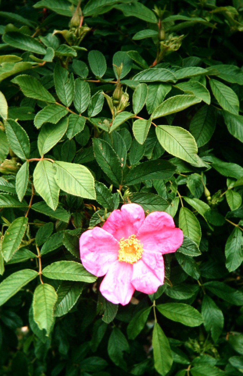 Rosa rugosa 