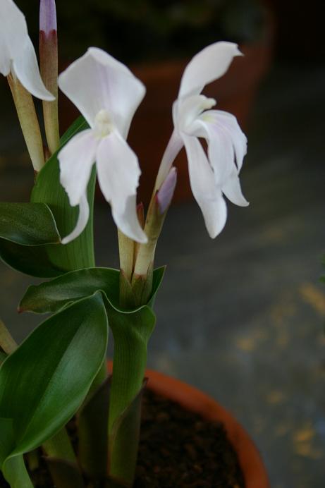 Roscoea humeana 