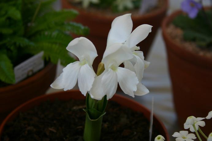 Roscoea humeana 'Alba' 