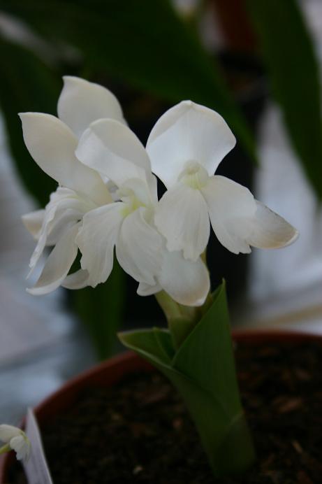 Roscoea humeana 'Alba' 