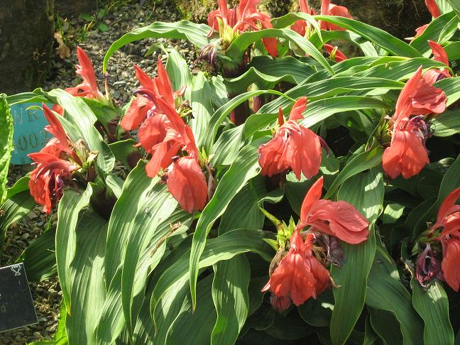 Roscoea purpurea 'Red Gurkha' 