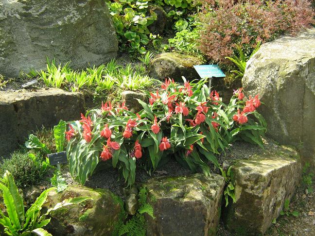 Roscoea purpurea 'Red Gurkha' 