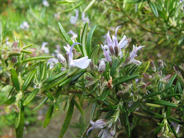 Rosmarinus officinalis 