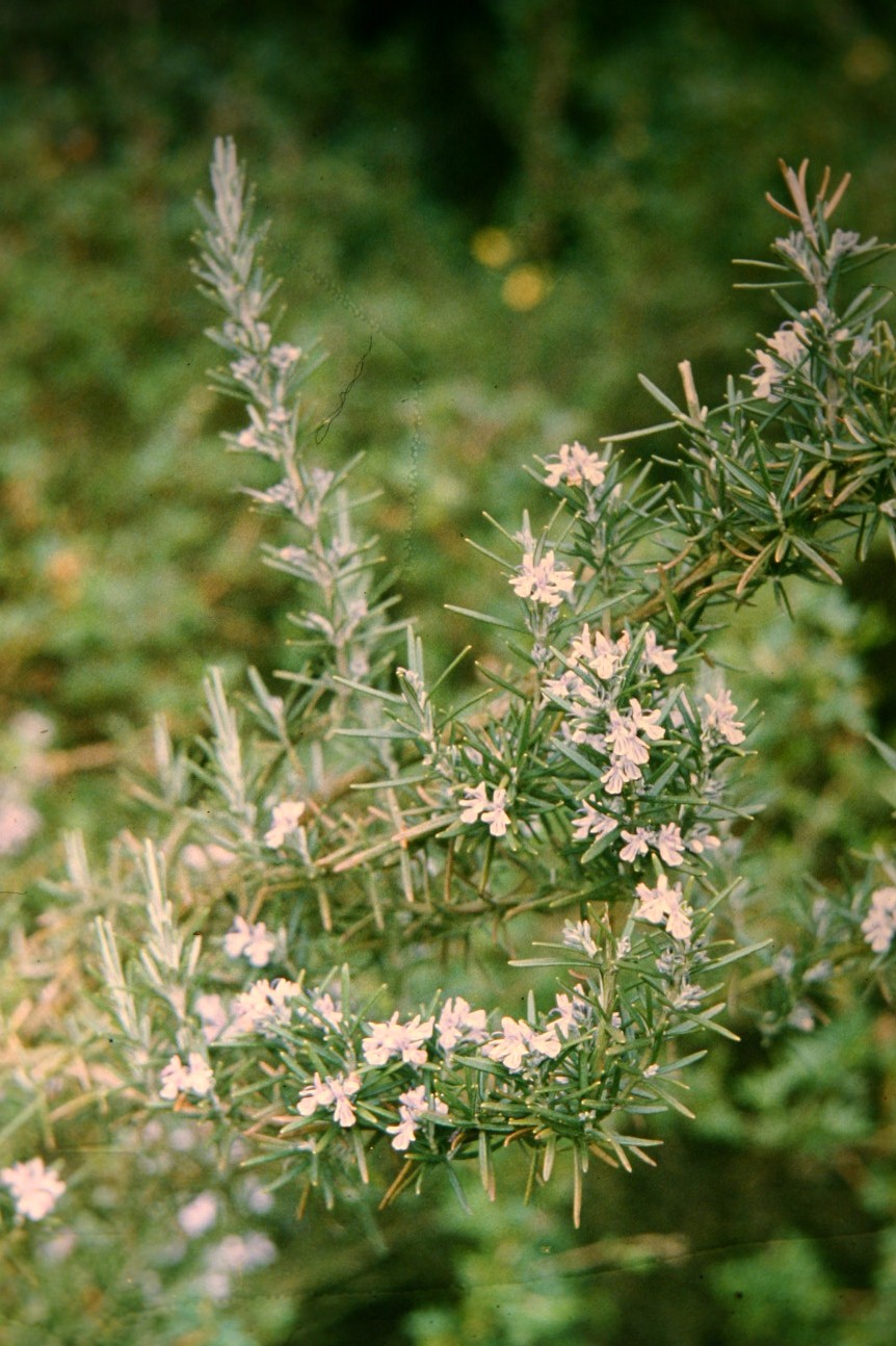 Rosmarinus officinalis 'Fastigiatus' 