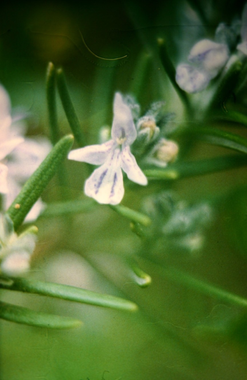 Rosmarinus officinalis 'Fastigiatus' 