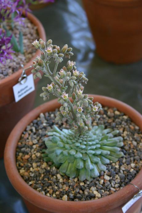 Rosularia sp. Iran 