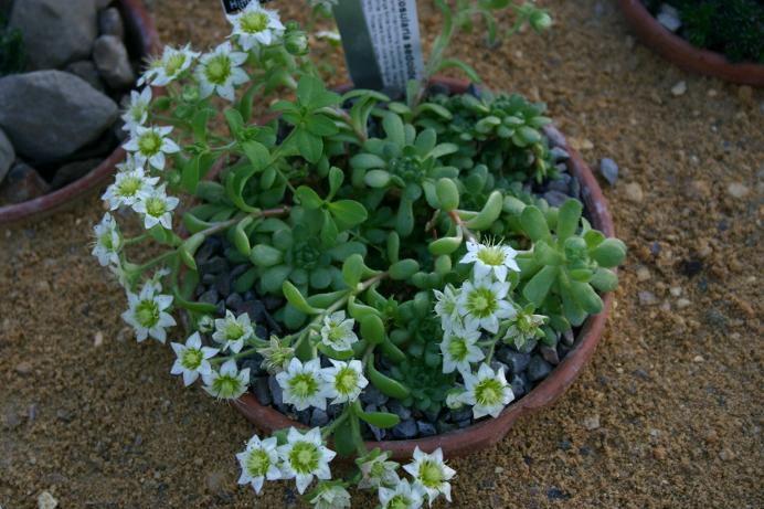 Rosularia sedoides var alba 