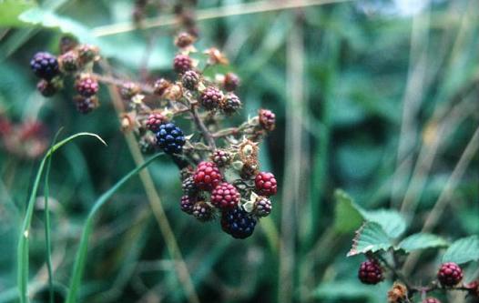 Rubus fruticosus 