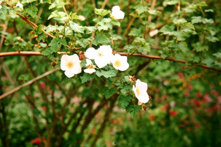 Rubus tridel 