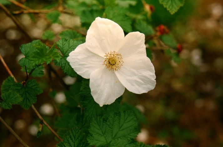 Rubus tridel 