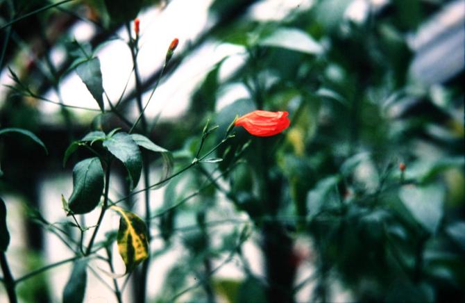 Ruellia graecizans 