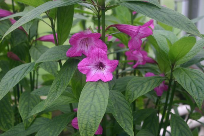 Ruellia macrantha 