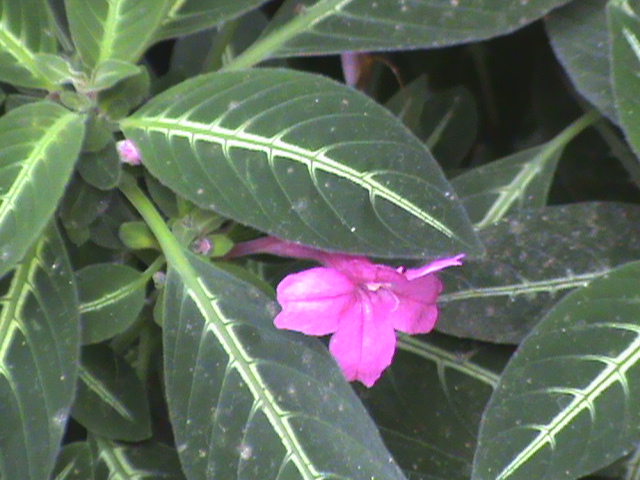 Ruellia makoyana 