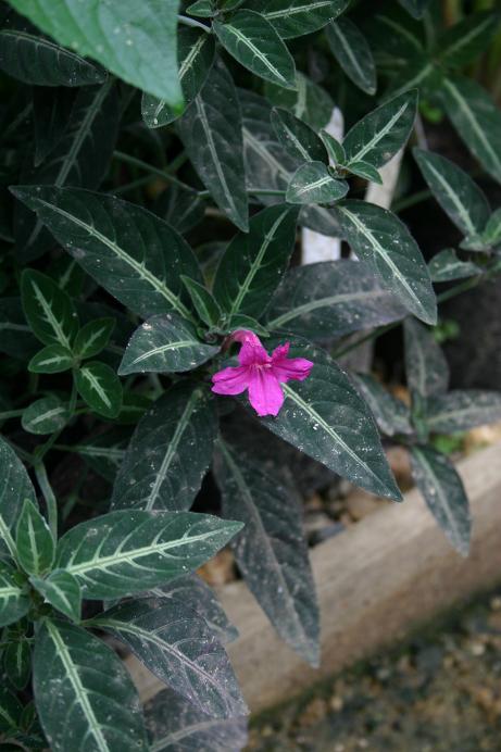 Ruellia makoyana 