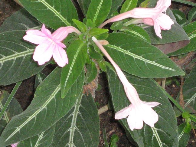 Ruellia makoyana 'Pale Pink' 