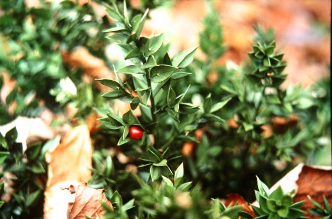 Ruscus aculeatus 