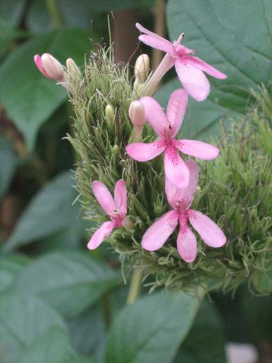 x Ruttyruspolia 'Phyllis van Heerden' 