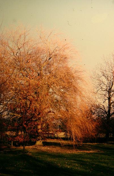 Salix babylonica 