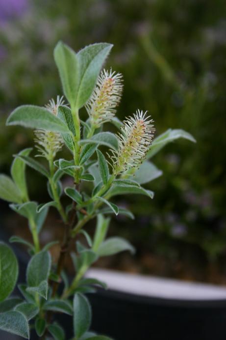 Salix navalis 