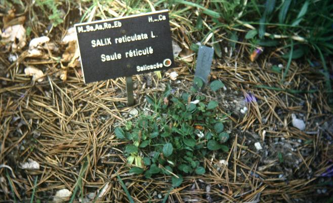 Salix reticulata 