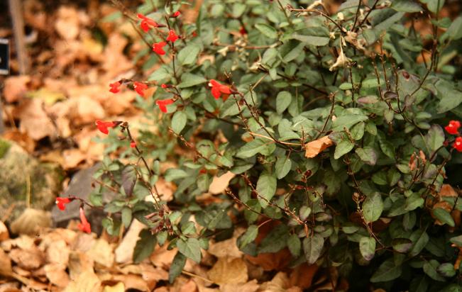 Salvia blepharophylla 