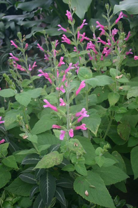 Salvia dorisiana 