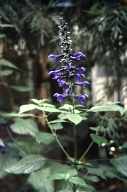 Salvia guaranitica 