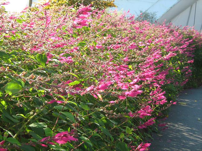 Salvia involucrata 