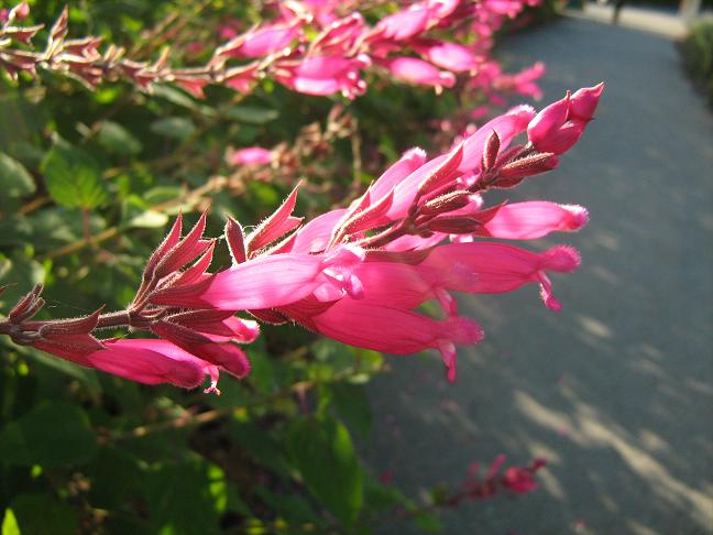 Salvia involucrata 