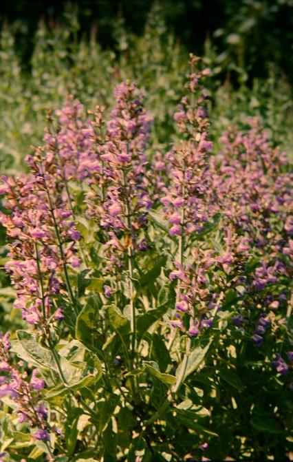 Salvia officinalis 