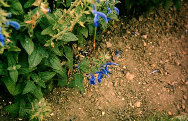 Salvia patens 